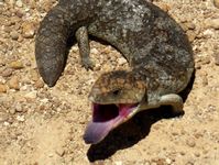 Angry Bobtail Lizard