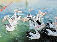 Pelicans looking for a snack