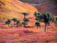 Autumn colours and MonkeyPuzzle trees, Carviahue, Argentina