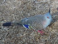 Crested pigeons aren't shy either