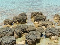 The stromolites here tend to be small pillars