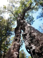 Showing a buttress trunk