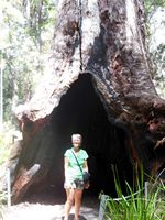 There are still plenty you can stand inside. Most of the root area is fenced off.