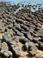 There are many of them.