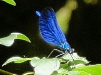 Blue dragonfly (Pieter took this)
