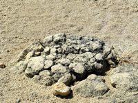 A stromolite at Lake Thetis