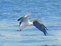 Sea Eagle taking it's snack