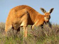 Large kangaroo. Big Red?