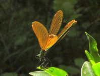 Orange and green dragonfly (Pieter took this)